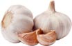 garlic medicinal herb