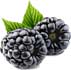 the blackberry as medicinal plant
