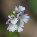 medicinal herb euphrasia