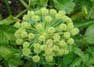 medicinal angelica archangelica