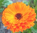 Calendula