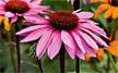 echinacea coneflower medicinal