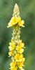 mullein medicinal herb