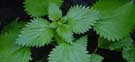 nettle virgin mary's medicinal plant