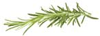 medicinal rosemary