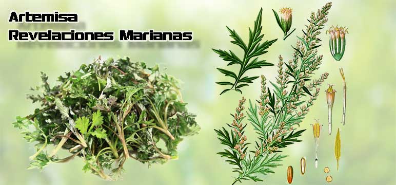 artemisa revelaciones plantas medicinales