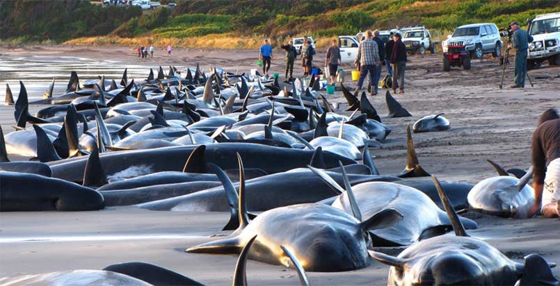 Ballenas varadas