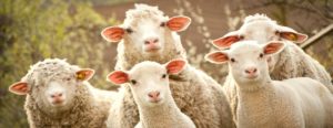 ¿Qué significa que las ovejas reconocen la voz del pastor?
