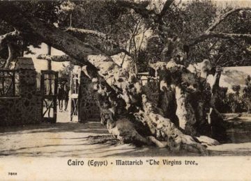El tronco del árbol de la Virgen – Circa 1900