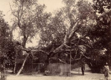 Foto de un hombre bien vestido junto al árbol – Circa 1880