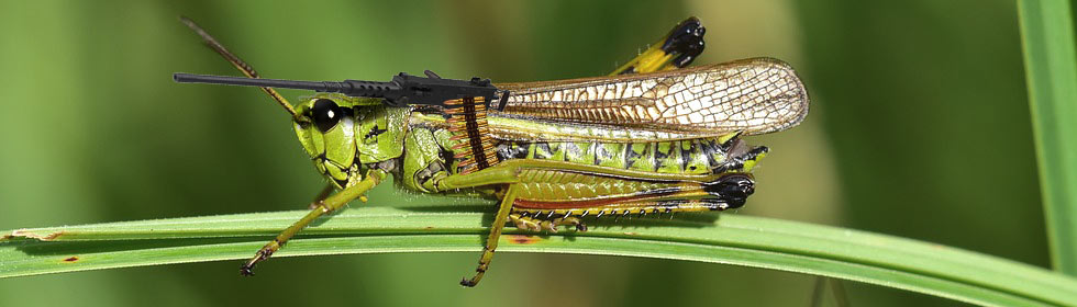 Insect Allies DARPA