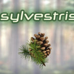 Scot’s Pine: New Revelation on Medicinal Plants