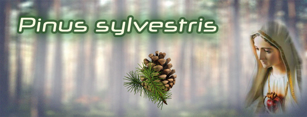 Pinus sylvestris