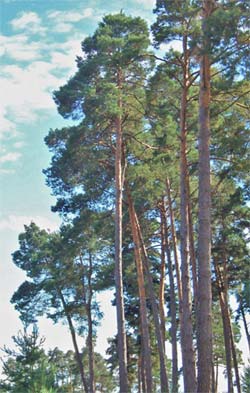 arbol de pinus