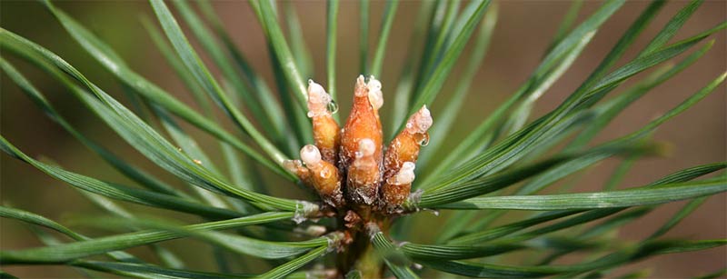 hojas de pinus