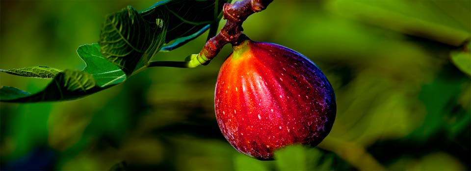 Parábola Por sus frutos los reconoceran