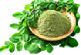 moringa